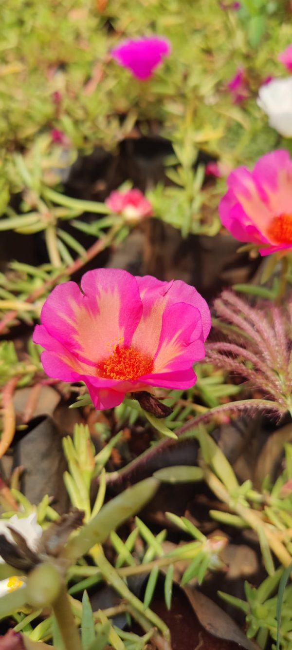 Moss-rose purslane( 6 plants combo) - Image 2