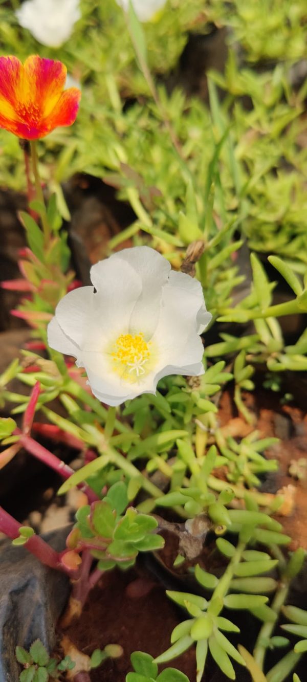 Moss-rose purslane( 6 plants combo) - Image 3