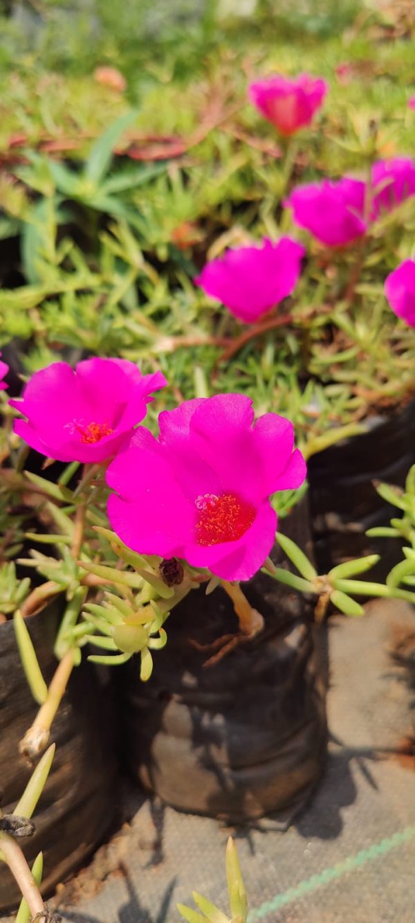 Moss-rose purslane( 6 plants combo) - Image 4