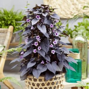 Ipomoea Black Heart vine ( purple sweet potato)