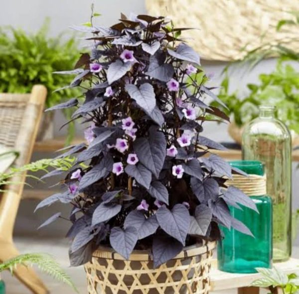 Ipomoea Black Heart vine ( purple sweet potato)