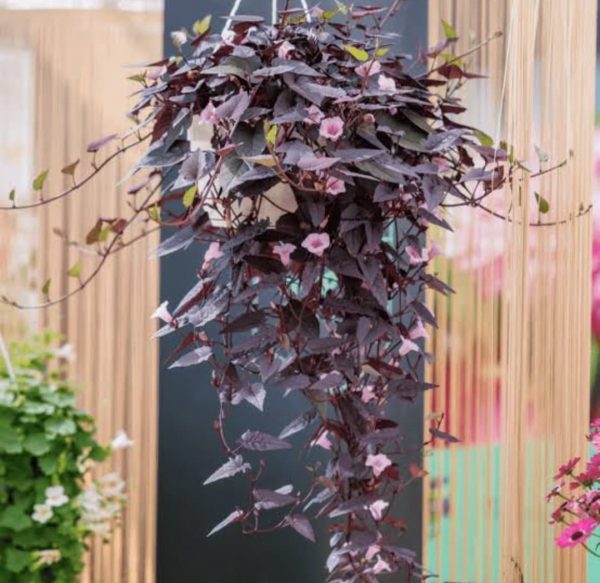 Ipomoea Black Heart vine ( purple sweet potato) - Image 3