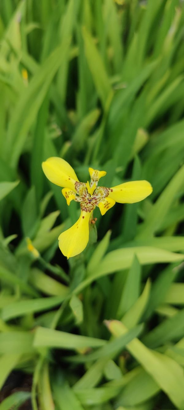 Trimezia steyermarkii