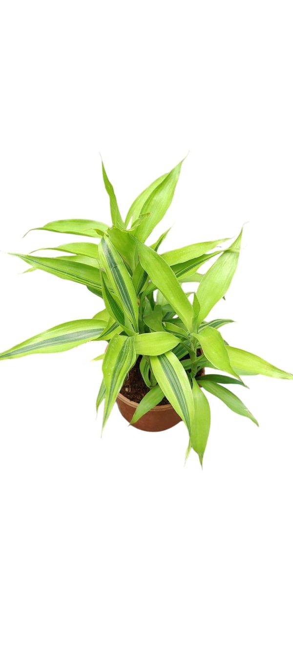 Dracaena Sanderiana 'Gold'- Lucky Bamboo