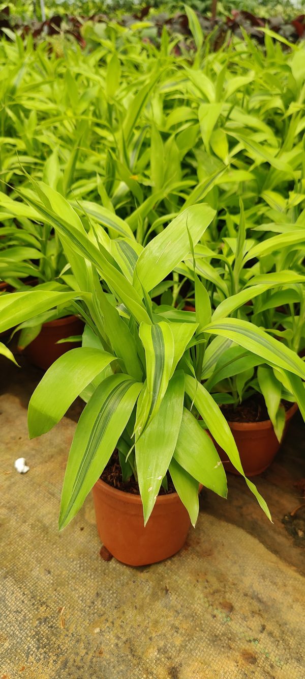 Dracaena Sanderiana 'Gold'- Lucky Bamboo - Image 2