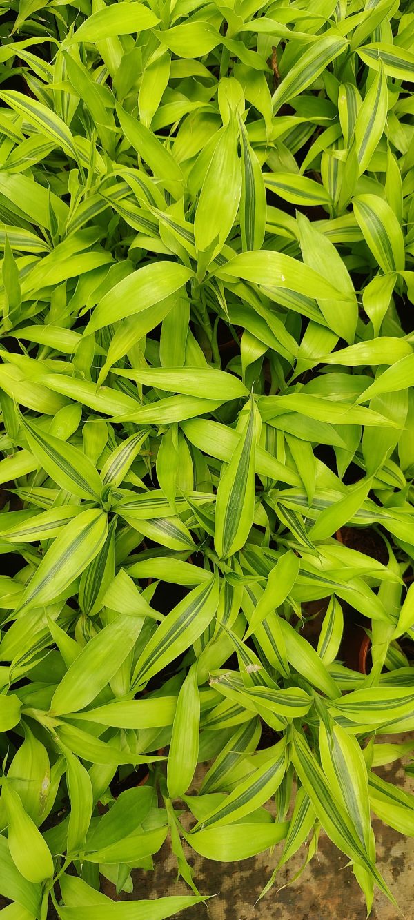 Dracaena Sanderiana 'Gold'- Lucky Bamboo - Image 3