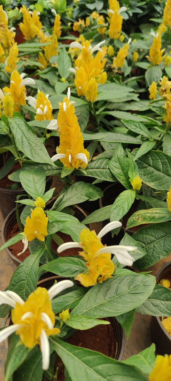Lollipop plant - Image 3