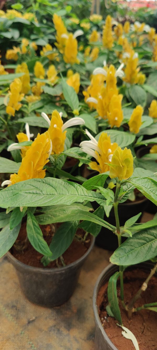 Lollipop plant - Image 2