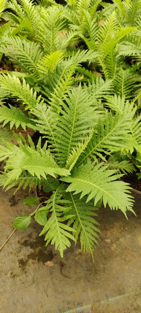 Silver Lady Tree Fern