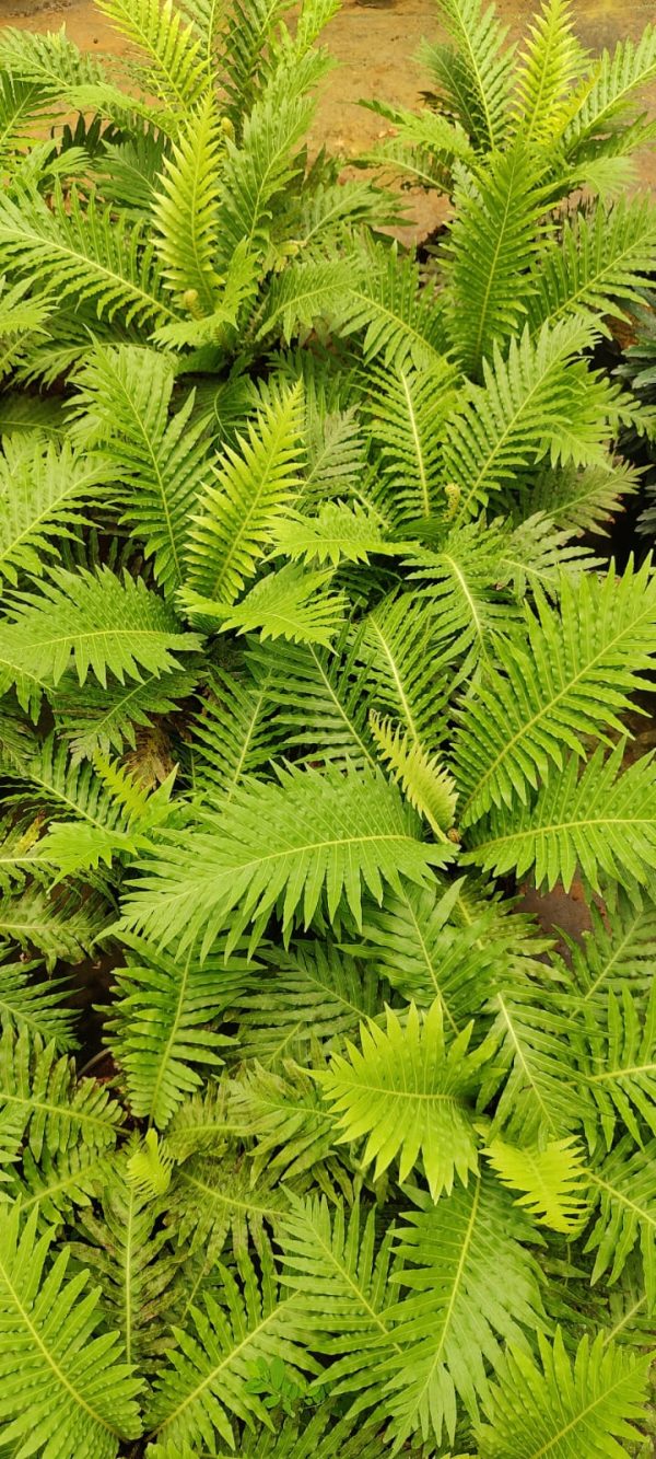 Silver Lady Tree Fern - Image 2