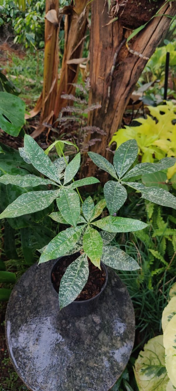 Pachira aquatica variegated