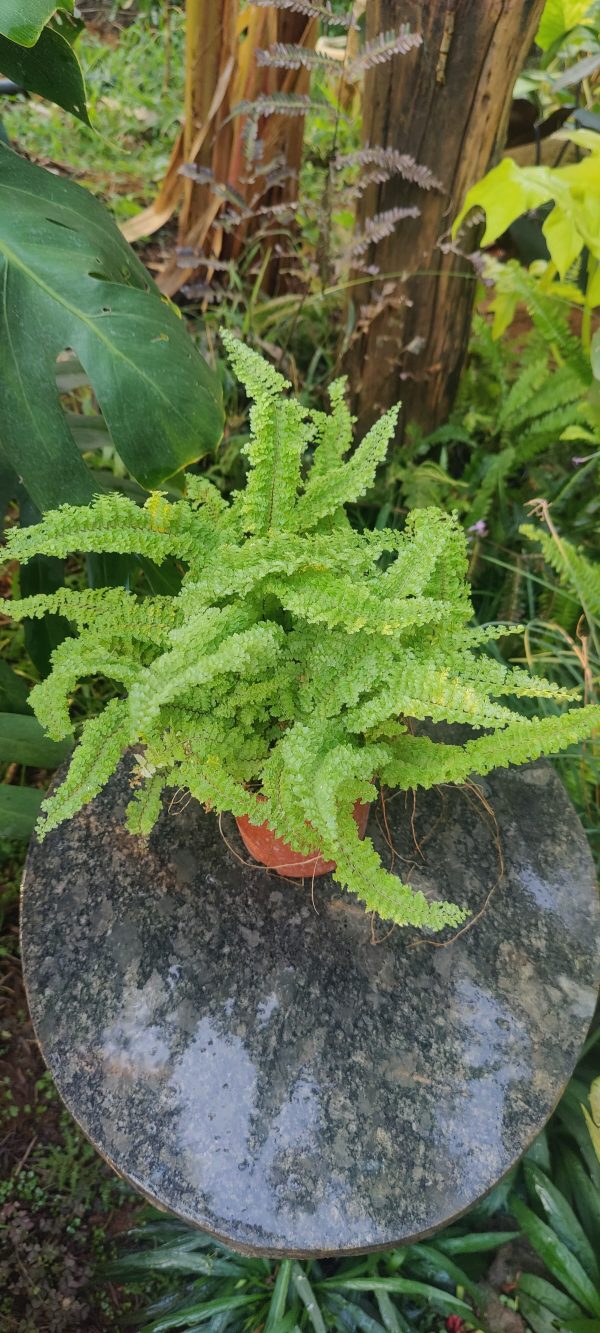 Nephrolepis Exaltata 'Cotton Candy' fern