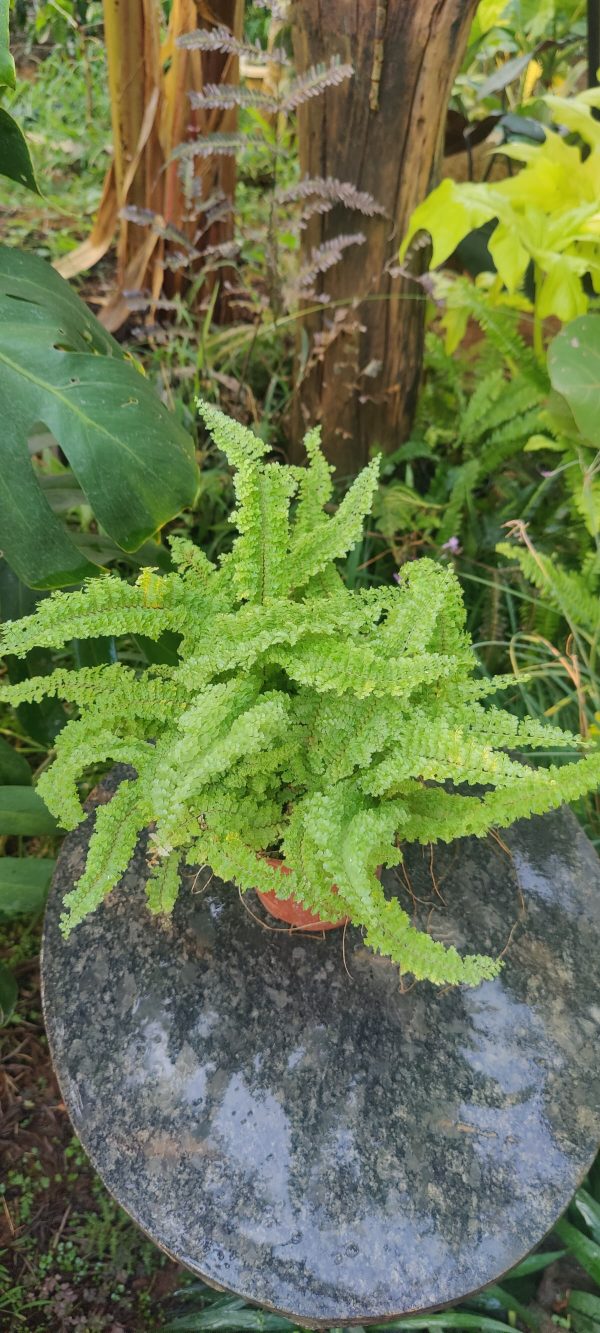 Nephrolepis Exaltata 'Cotton Candy' fern - Image 2