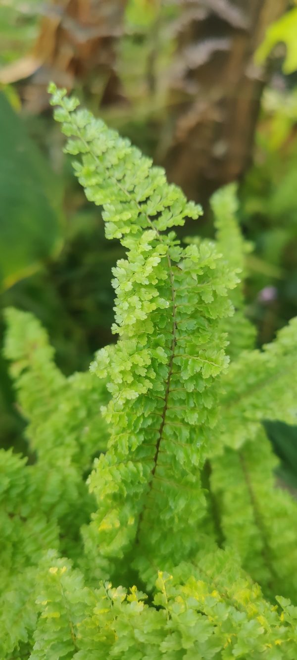Nephrolepis Exaltata 'Cotton Candy' fern - Image 3
