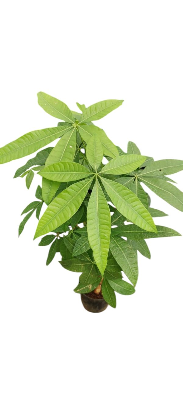 Pachira aquatica or Guiana Chestnut or Money Tree