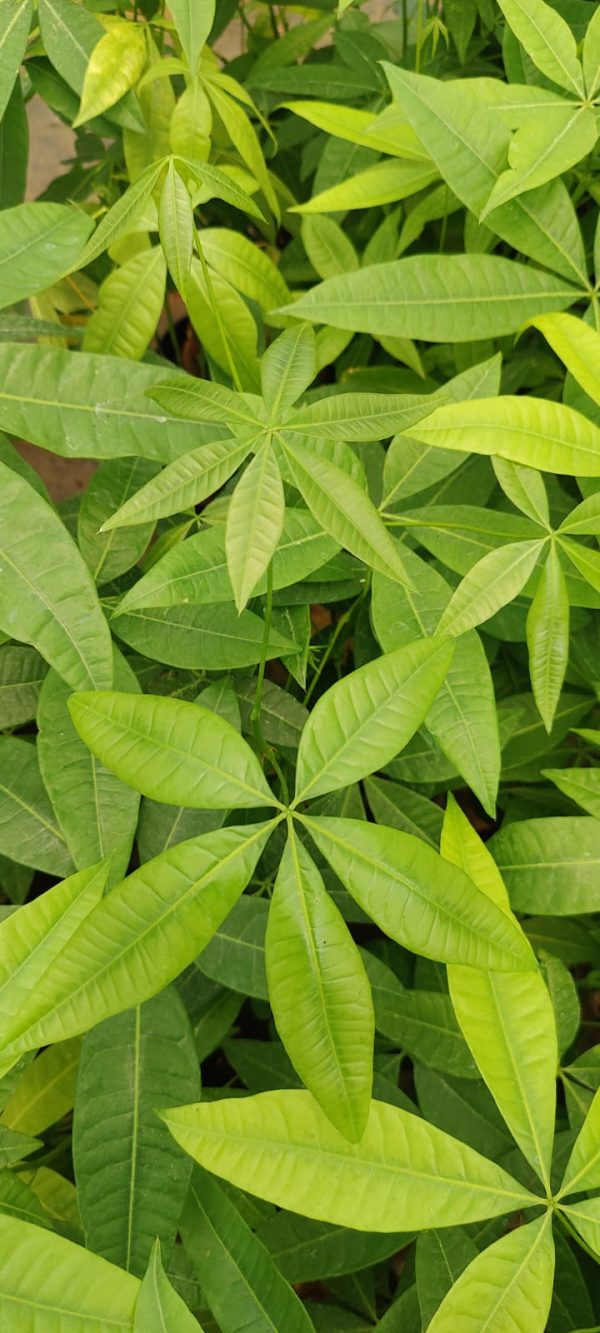 Pachira aquatica or Guiana Chestnut or Money Tree - Image 2