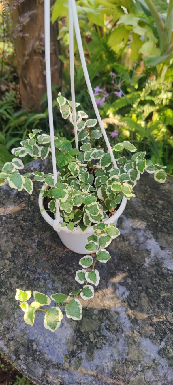 Ficus pumila variegated