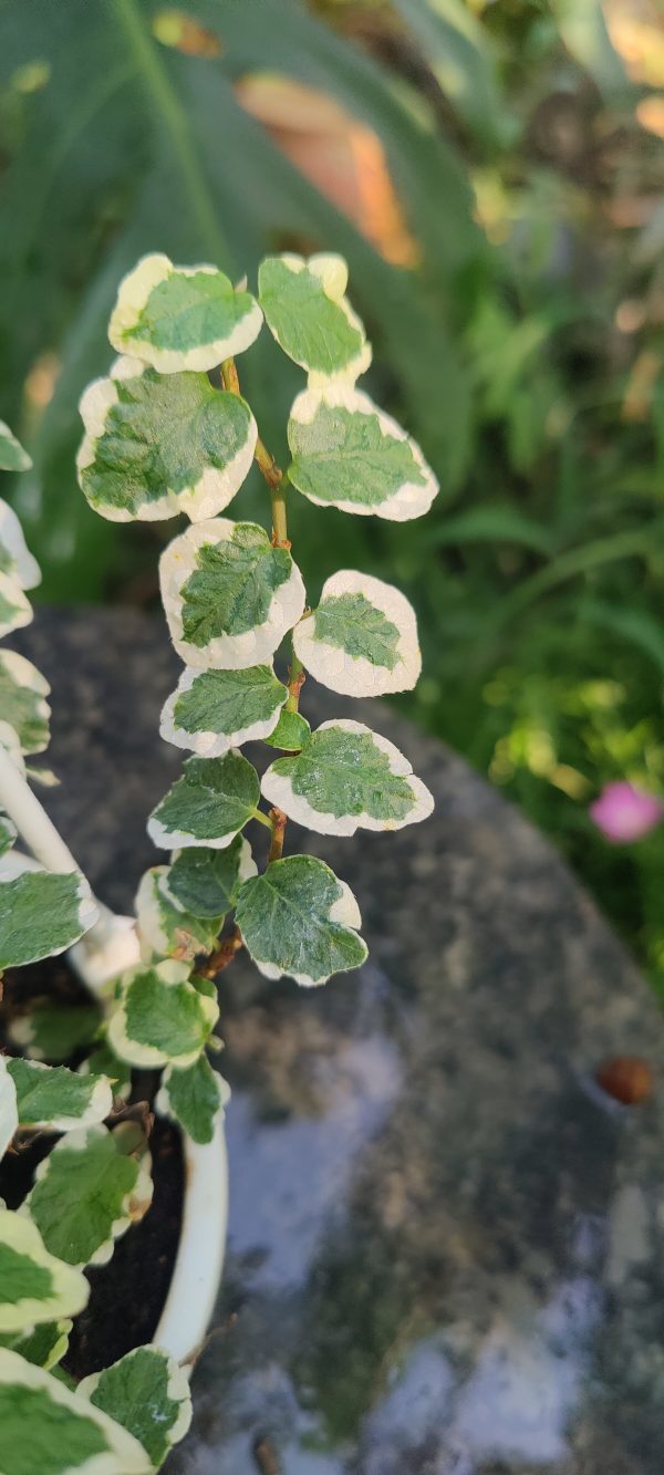 Ficus pumila variegated - Image 2