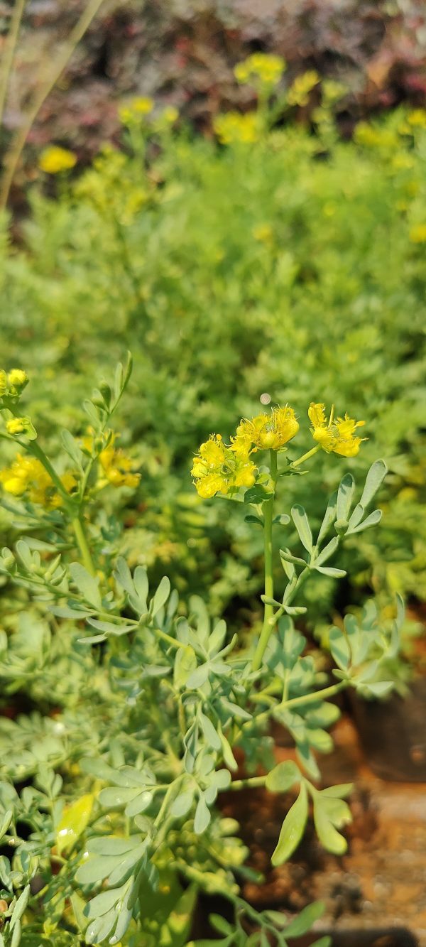 Ruta chalepensis