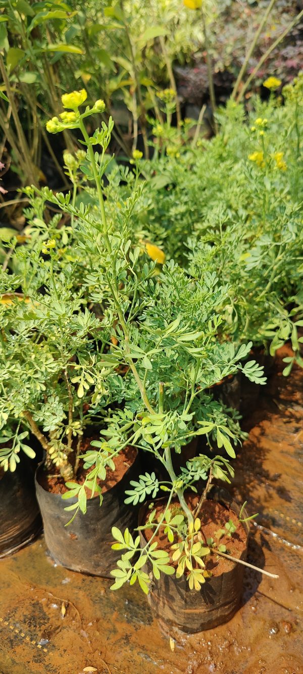 Ruta chalepensis - Image 2