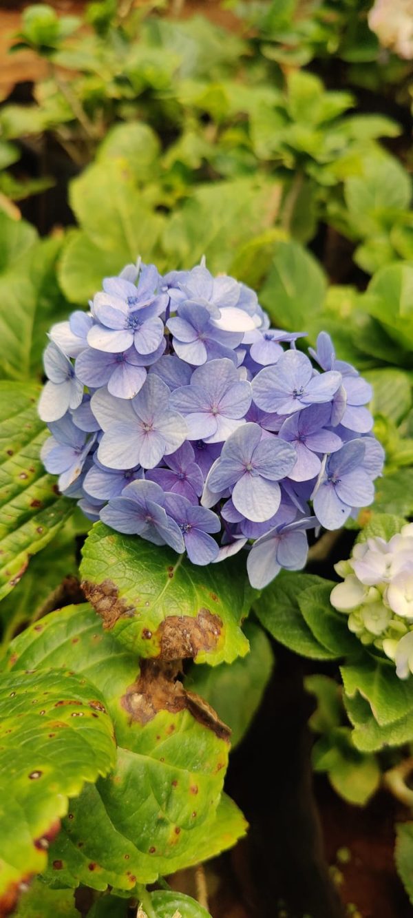 Hydrangea macrophylla Blue Ball hybrid - Image 4