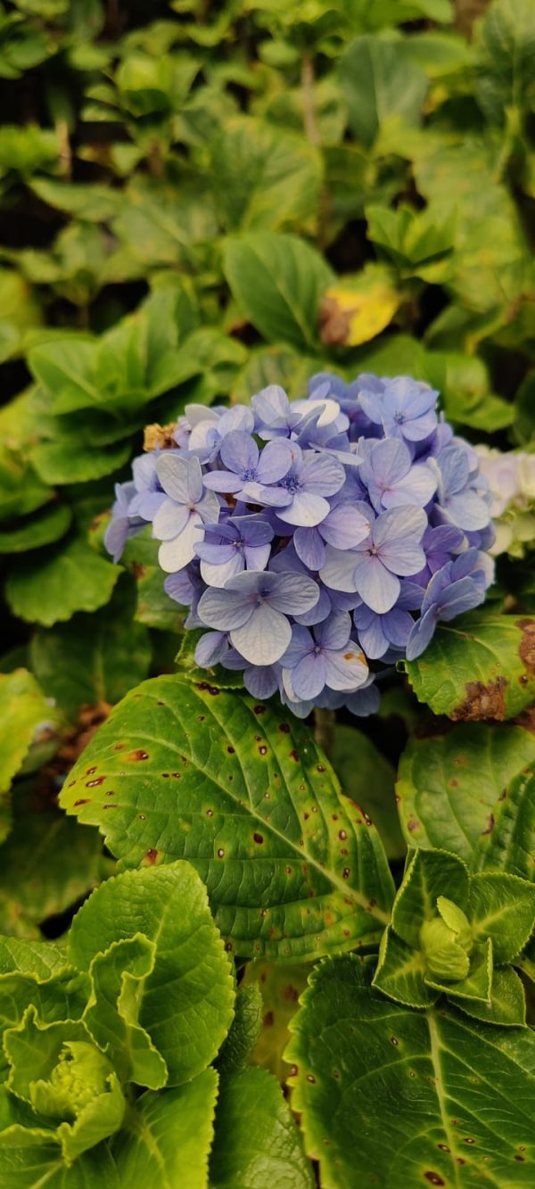 Hydrangea macrophylla Blue Ball hybrid - Image 3