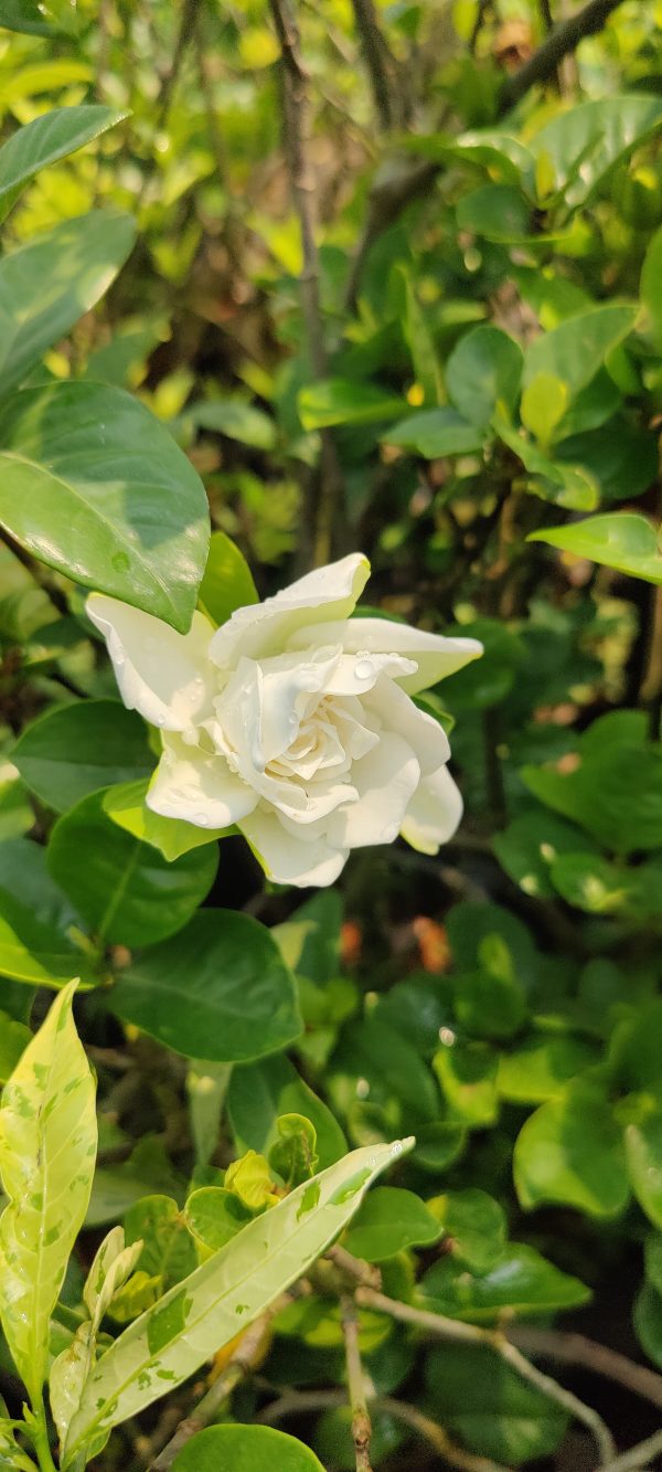 Crape jasmine or Gardenia jasminoides or Pinwheel Flower  ( Gardenia).