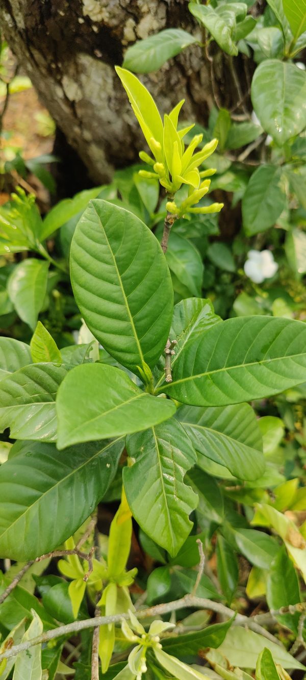 Crape jasmine or Gardenia jasminoides or Pinwheel Flower  ( Gardenia). - Image 2