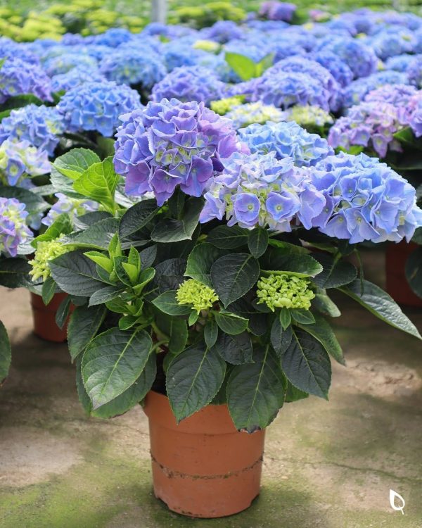 Hydrangea macrophylla Blue Ball hybrid - Image 2