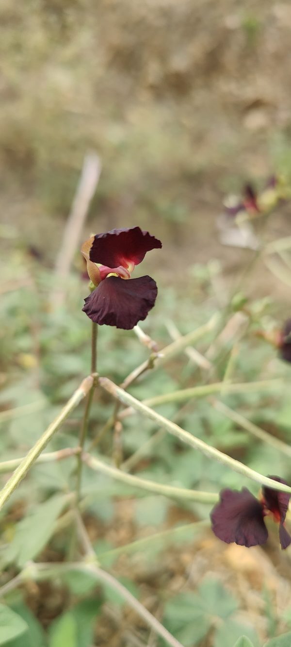 Macroptilium atropurpureum Plant ( Blue bean-Live plant)