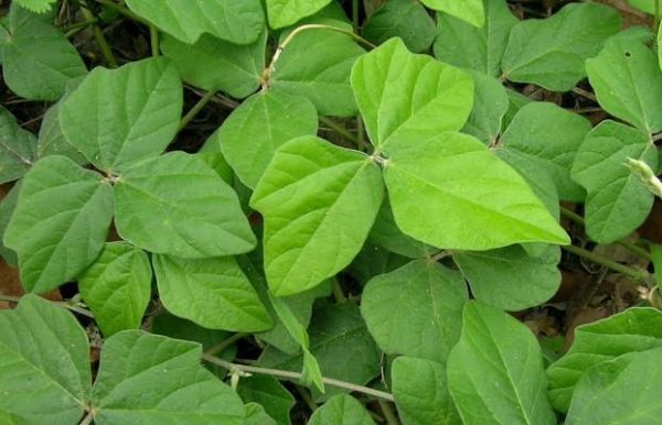 Macroptilium atropurpureum Plant ( Blue bean-Live plant) - Image 3