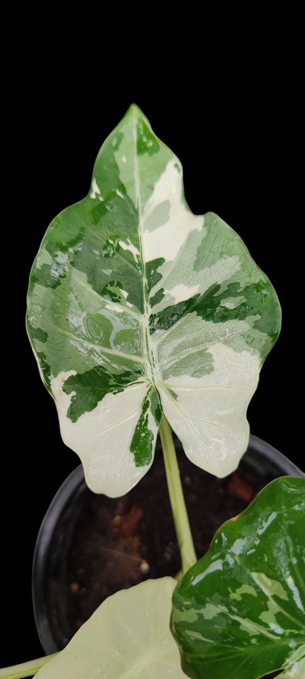Alocasia okinawa silver ( Rare)