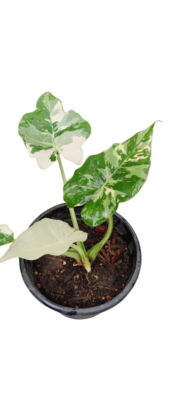 Alocasia okinawa silver ( Rare) - Image 3