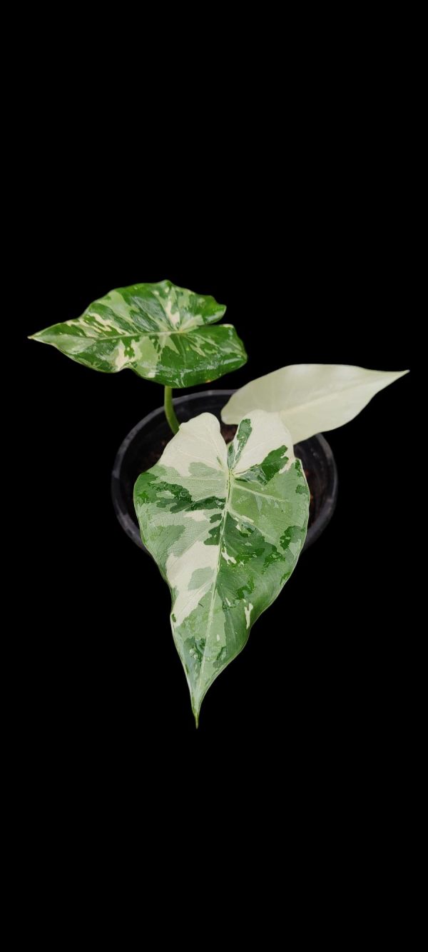 Alocasia okinawa silver ( Rare) - Image 2