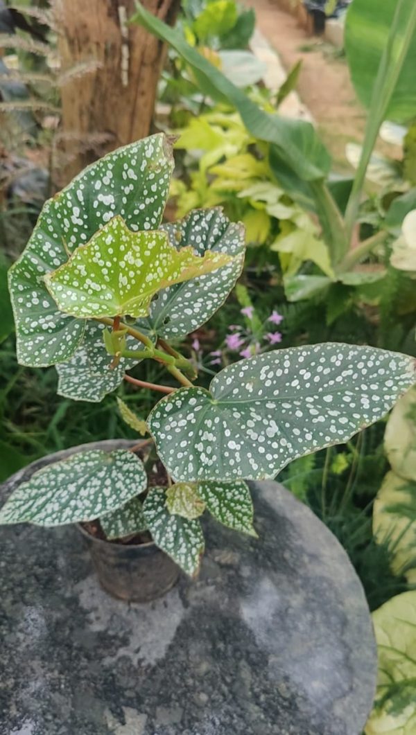 Begonia 'Snow capped' - Image 2