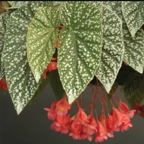 Begonia 'Snow capped'