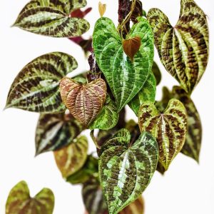 Dioscorea discolor ( Ornamental Yam )