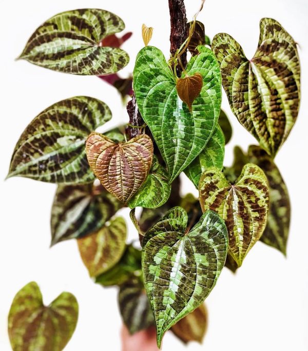 Dioscorea discolor ( Ornamental Yam )