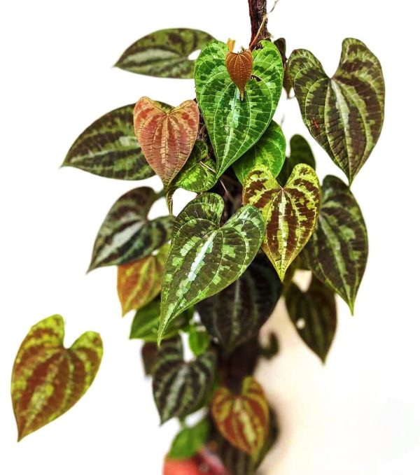 Dioscorea discolor ( Ornamental Yam ) - Image 4