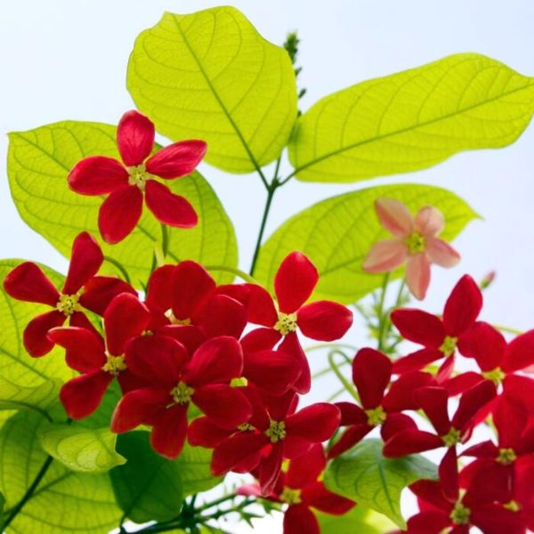 Golden Rangoon creeper
