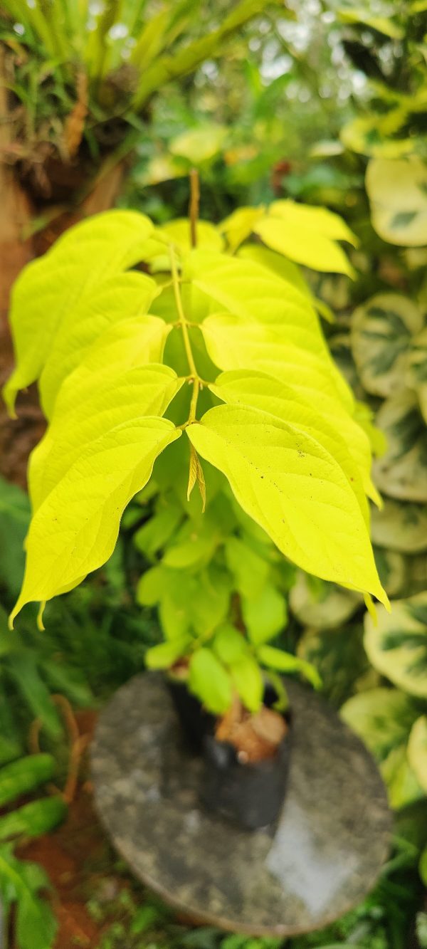Golden Rangoon creeper - Image 2