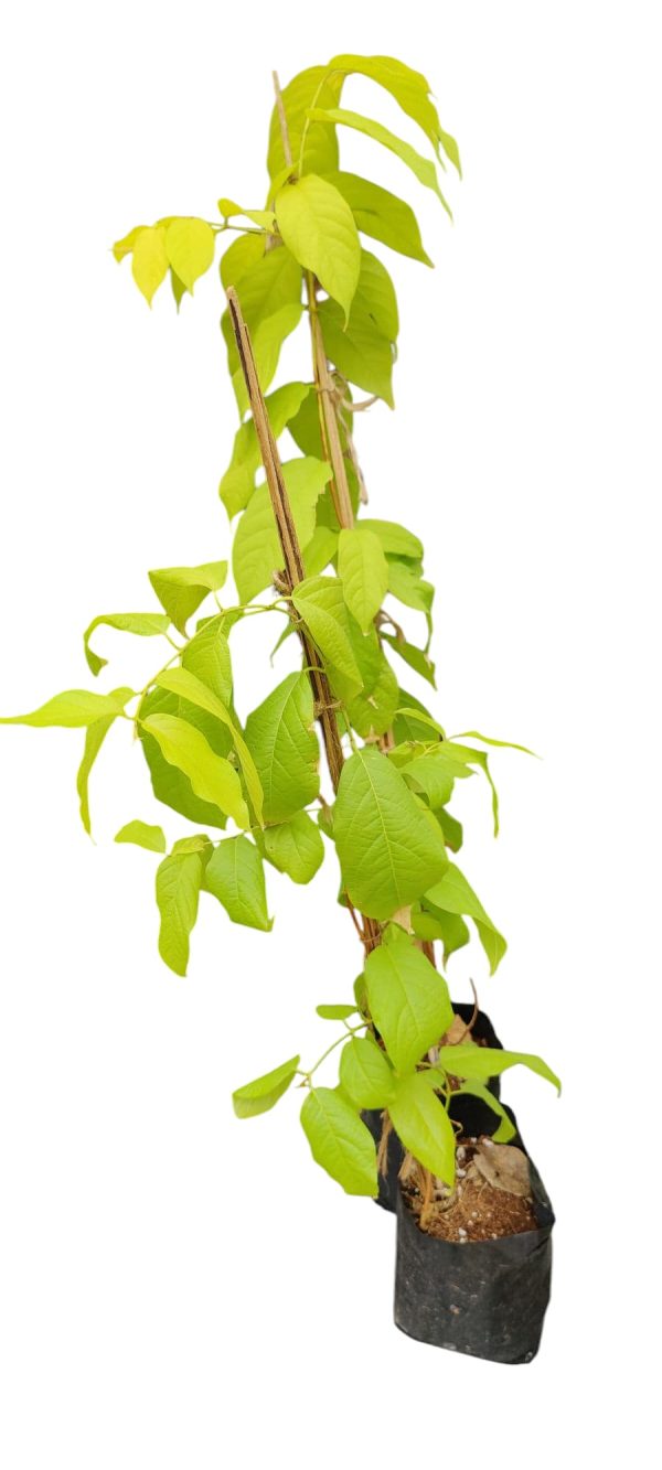 Golden Rangoon creeper - Image 3