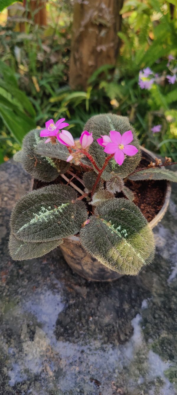 Bertolonia maculata