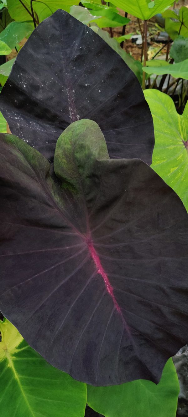 Colocasia first love - Image 2