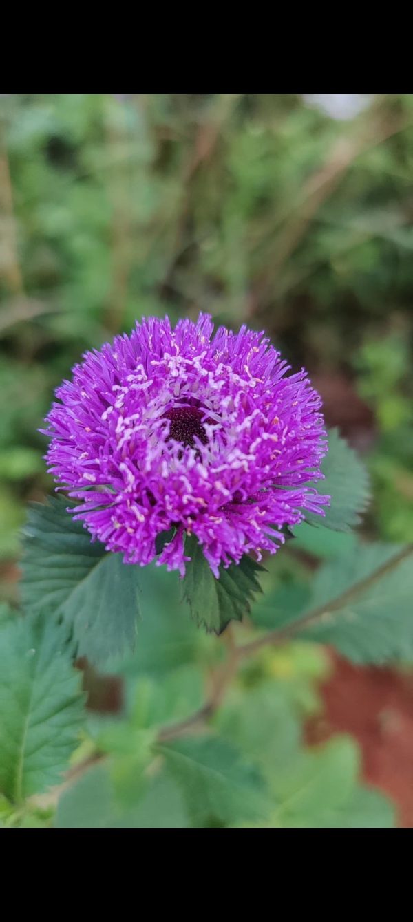 Centratherum punctatum