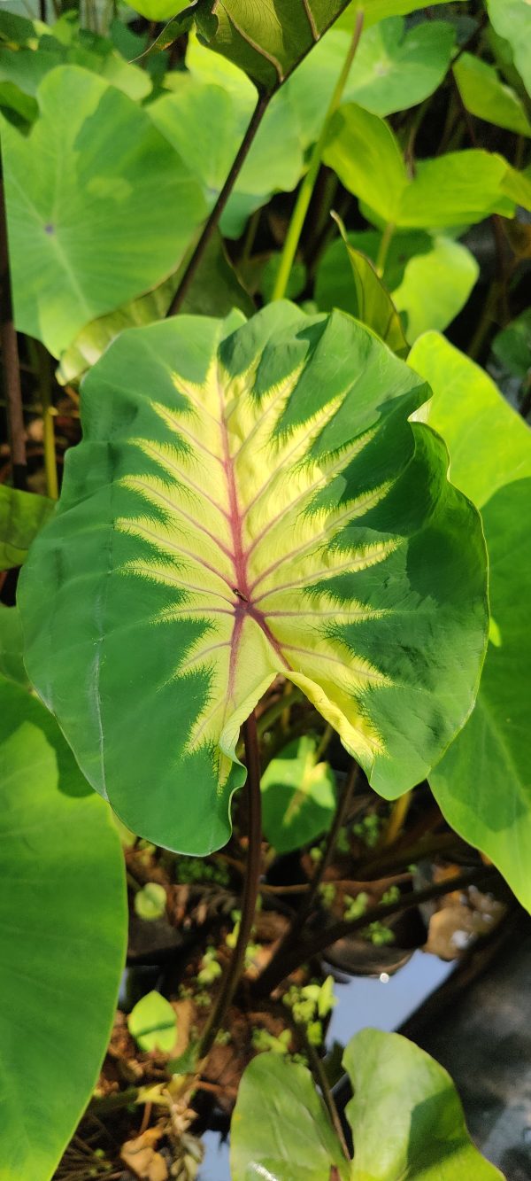 Colocasia queen of phoenix - Image 2