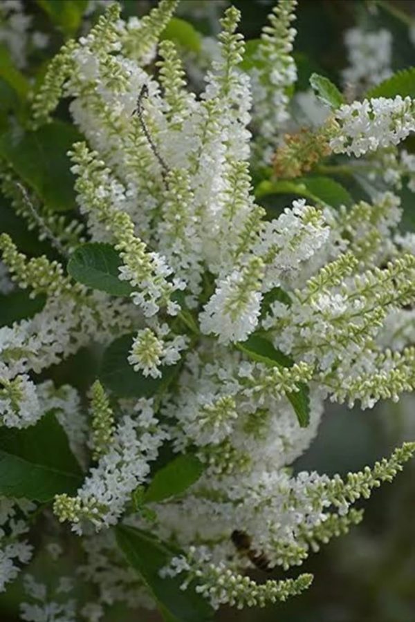 Aloysia virgata Or Sweet almond bush