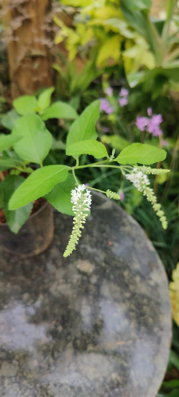 Aloysia virgata Or Sweet almond bush - Image 2