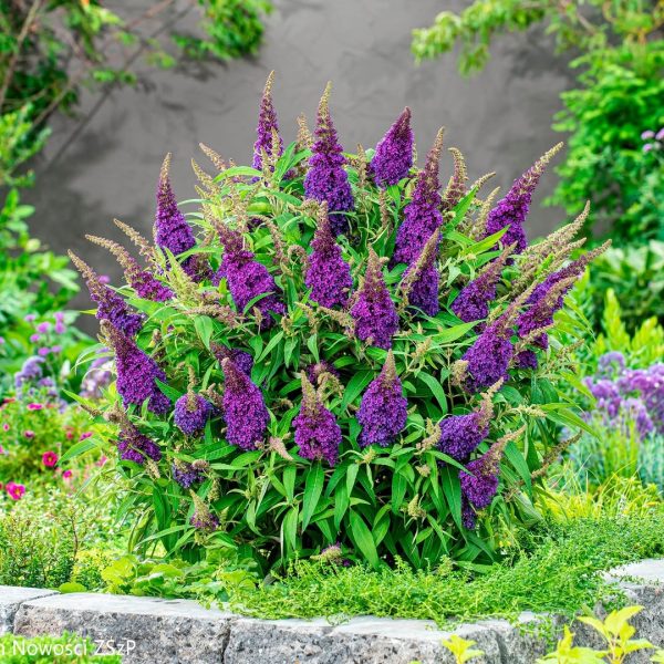 Buddleja Davidii 'Purple' - Image 2