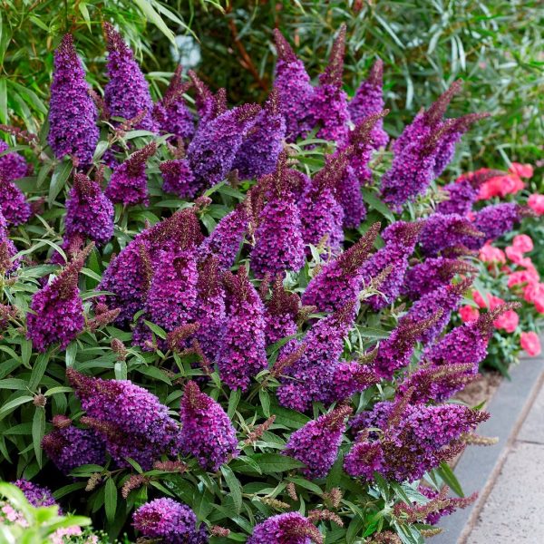 Buddleja Davidii 'Purple' - Image 3